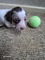 Ace, a male Miniature Dachshund for sale in Mountain View, MO – Photo 2 of 8