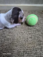 Ace, a male Miniature Dachshund for sale in Mountain View, MO – Photo 6 of 8