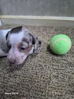 Ace, a male Miniature Dachshund for sale in Mountain View, MO – Photo 4 of 8