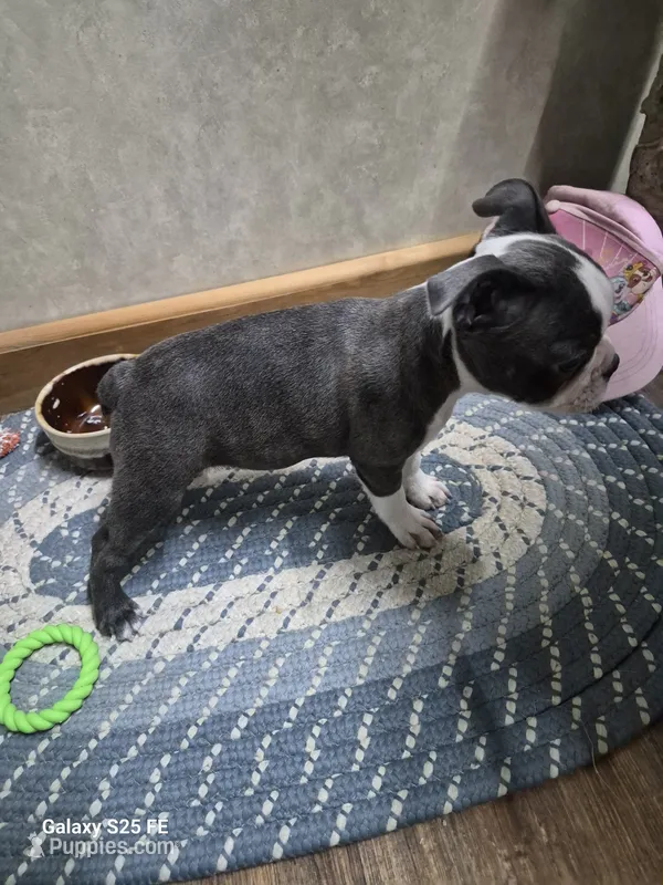 Lucy – Boston Terrier puppy for sale in Mountain View, MO