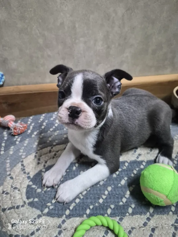 Ella – Boston Terrier puppy for sale in Mountain View, MO