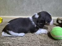 Rush, a male Miniature Dachshund for sale in Mountain View, MO – Photo 4 of 6