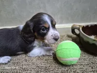 Rush, a male Miniature Dachshund for sale in Mountain View, MO – Photo 1 of 6