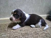 Rush, a male Miniature Dachshund for sale in Mountain View, MO – Photo 3 of 6