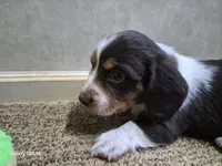 Rush, a male Miniature Dachshund for sale in Mountain View, MO – Photo 6 of 6