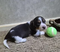 Rush, a male Miniature Dachshund for sale in Mountain View, MO – Photo 5 of 6