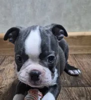 Asher, a male Boston Terrier for sale in Mountain View, MO – 4 of 8