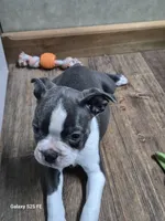 Sheila , a female Boston Terrier for sale in Mountain View, MO – 7 of 9
