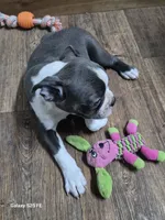 Sheila , a female Boston Terrier for sale in Mountain View, MO – 6 of 9