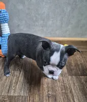 Lucy, a female Boston Terrier for sale in Mountain View, MO – 3 of 5