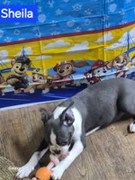 Sheila , a female Boston Terrier for sale in Mountain View, MO – 7 of 8