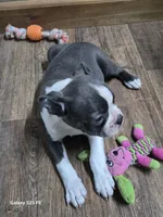 Sheila , a female Boston Terrier for sale in Mountain View, MO – 2 of 9