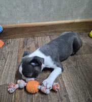 Theo, a male Boston Terrier for sale in Mountain View, MO – 5 of 8