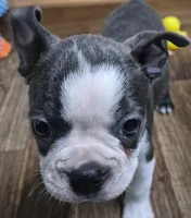 Noah, a male Boston Terrier for sale in Mountain View, MO – 7 of 8