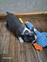 Sophia, a female Boston Terrier for sale in Mountain View, MO – 3 of 4