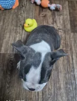 Lucy, a female Boston Terrier for sale in Mountain View, MO – 5 of 5