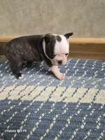 Rush, a male Boston Terrier for sale in Mountain View, MO – 2 of 3