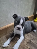Theo, a male Boston Terrier for sale in Mountain View, MO – 1 of 8