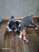 Ella, a female Boston Terrier for sale in Mountain View, MO – 4 of 7
