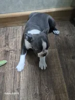 Sheila , a female Boston Terrier for sale in Mountain View, MO – 4 of 9