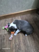 Sheila , a female Boston Terrier for sale in Mountain View, MO – 3 of 9