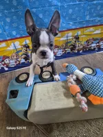 Luca, a male Boston Terrier for sale in Mountain View, MO – 3 of 7