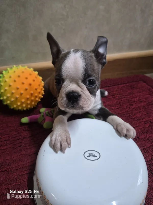 Asher – Boston Terrier puppy for sale in Mountain View, MO