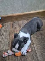 Theo, a male Boston Terrier for sale in Mountain View, MO – 4 of 8