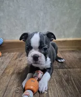 Asher, a male Boston Terrier for sale in Mountain View, MO – 6 of 8