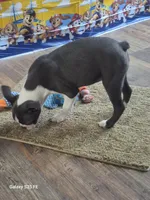 Sheila , a female Boston Terrier for sale in Mountain View, MO – 6 of 8