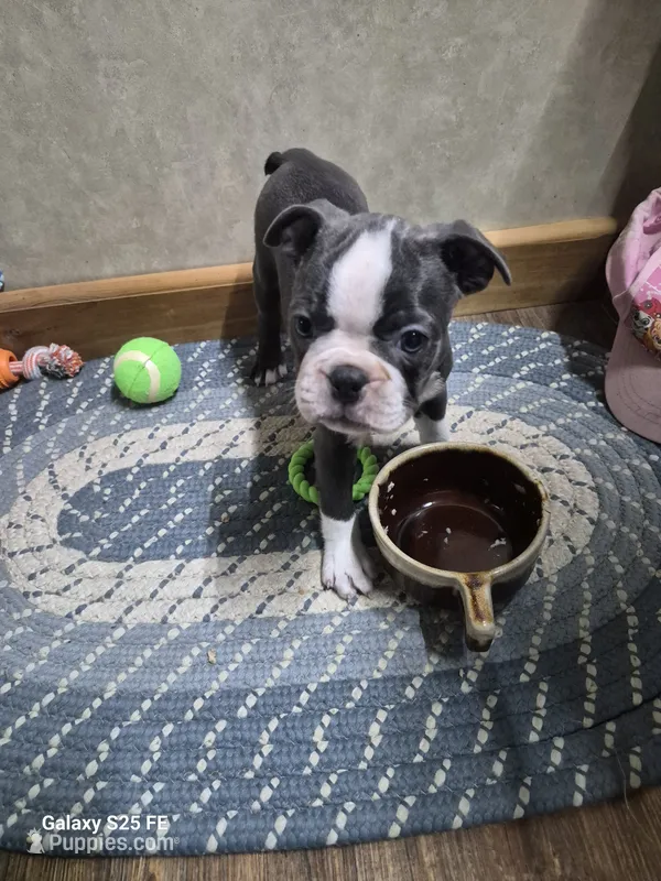 Noah – Boston Terrier puppy for sale in Mountain View, MO
