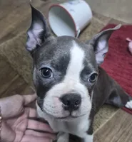 Sheila , a female Boston Terrier for sale in Mountain View, MO – 2 of 8