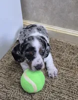 Mickey, a male Miniature Dachshund for sale in Mountain View, MO – Photo 4 of 10