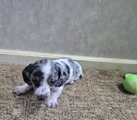 Mickey, a male Miniature Dachshund for sale in Mountain View, MO – Photo 9 of 10