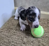 Mickey, a male Miniature Dachshund for sale in Mountain View, MO – Photo 6 of 10