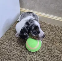 Mickey, a male Miniature Dachshund for sale in Mountain View, MO – Photo 7 of 10