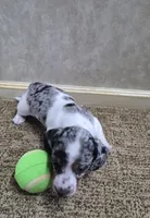 Mickey, a male Miniature Dachshund for sale in Mountain View, MO – Photo 5 of 10