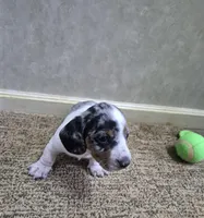 Mickey, a male Miniature Dachshund for sale in Mountain View, MO – Photo 10 of 10