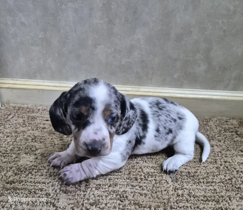 Mickey – Miniature Dachshund puppy for sale in Mountain View, MO