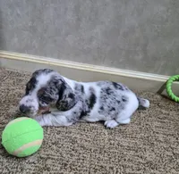 Mickey, a male Miniature Dachshund for sale in Mountain View, MO – Photo 2 of 10