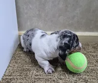 Mickey, a male Miniature Dachshund for sale in Mountain View, MO – Photo 8 of 10