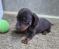 Choco, a male Miniature Dachshund for sale in Mountain View, MO – Photo 1 of 8