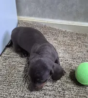 Choco, a male Miniature Dachshund for sale in Mountain View, MO – Photo 6 of 8