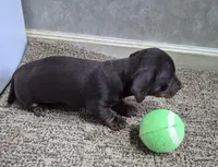 Choco, a male Miniature Dachshund for sale in Mountain View, MO – Photo 5 of 8