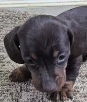 Choco, a male Miniature Dachshund for sale in Mountain View, MO – Photo 2 of 8