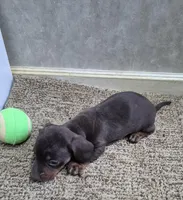 Choco, a male Miniature Dachshund for sale in Mountain View, MO – Photo 3 of 8