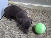 Choco, a male Miniature Dachshund for sale in Mountain View, MO – Photo 7 of 8