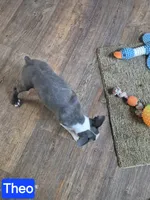 Theo, a male Boston Terrier for sale in Mountain View, MO – 5 of 6