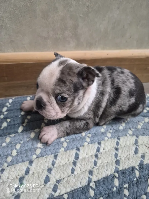 Blue Merle – Boston Terrier puppy for sale in Mountain View, MO