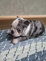Blue Merle, a female Boston Terrier for sale in Mountain View, MO – 1 of 1